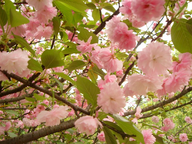 国花系列:cherry blossom (日